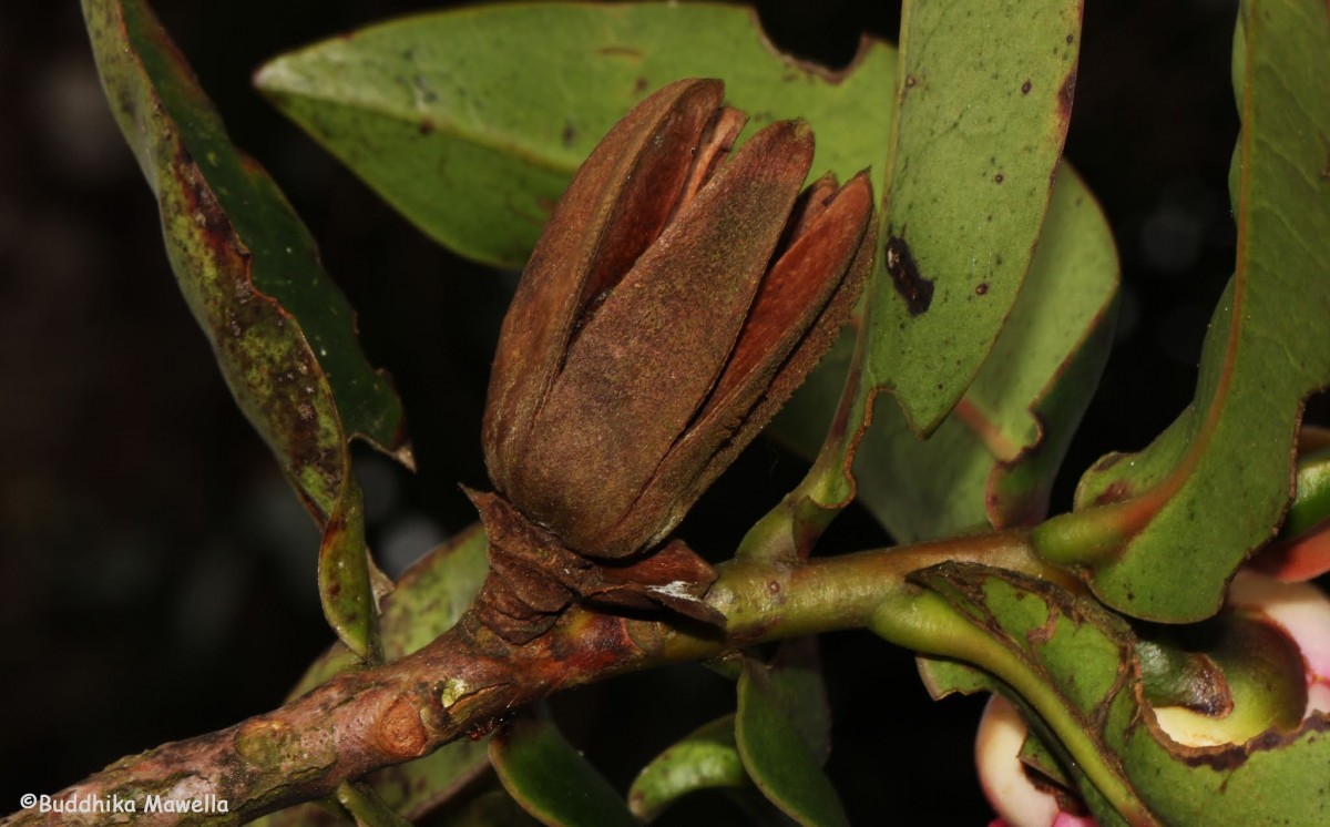 Polyspora dassanayakei (Wadhwa & Weeras.) Orel, Peter G.Wilson, Curry & Luu